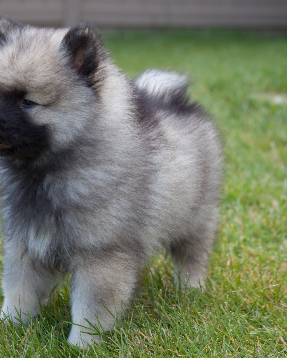 Chiot keeshond debout dans l'herbe