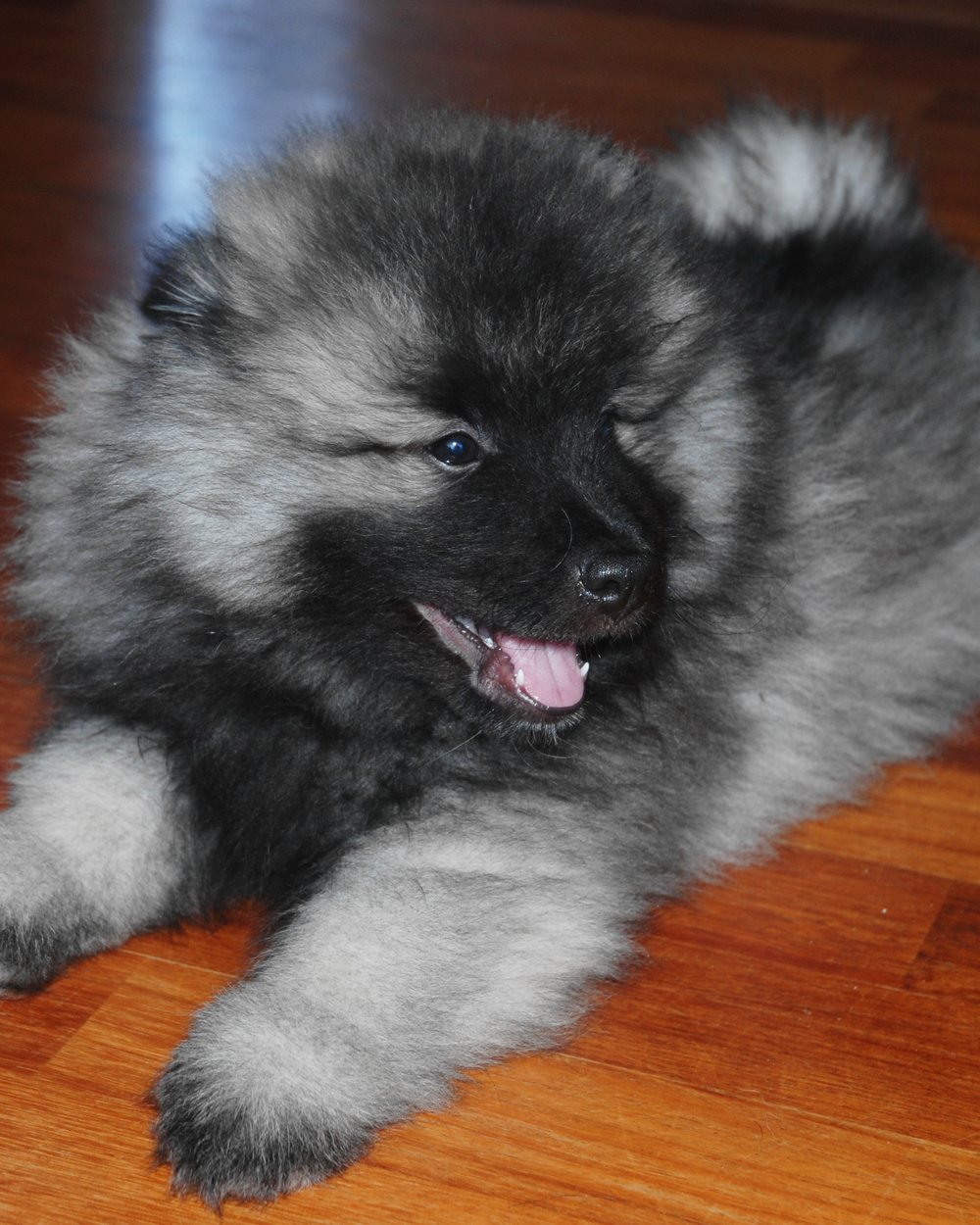 Chiot keeshond couché sur un plancher de bois, à l'intérieur de la maison