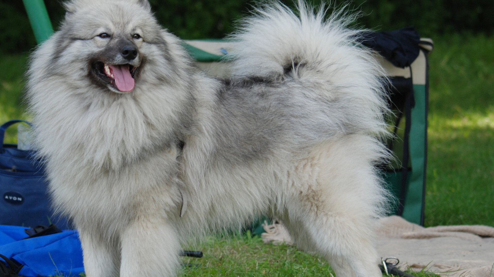 Keeshond adulte, pelage gris loup et crème, oreilles pointues