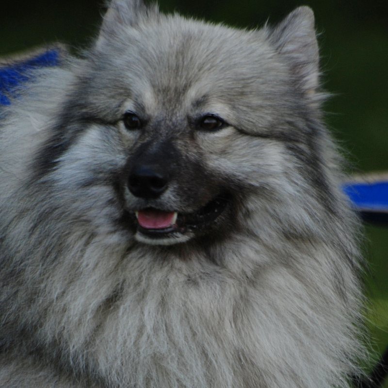 Portrait rapproché d'un keeshond souriant