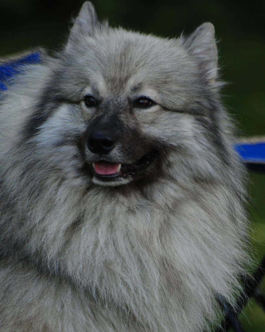 Portrait rapproché d'un keeshond, lunettes caractéristiques autour des yeux