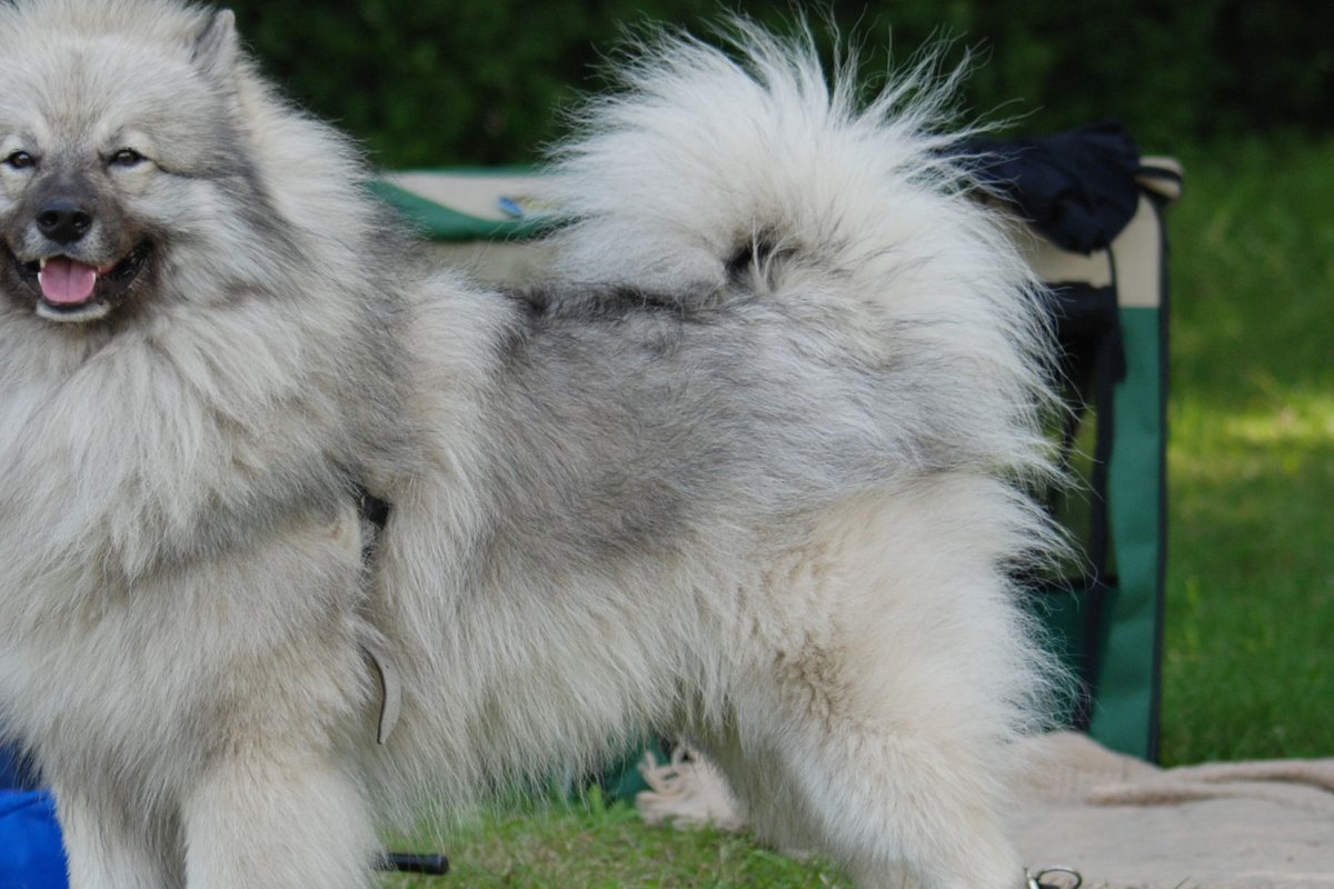 Deux keeshond côte à côte, collerette et pelage argenté bien visibles